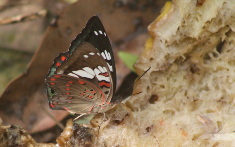 Butterflies